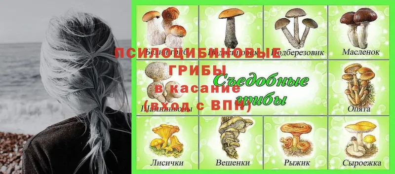 даркнет как зайти  Верещагино  Галлюциногенные грибы мицелий 